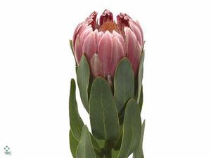 PROTEA CARNIVAL 50